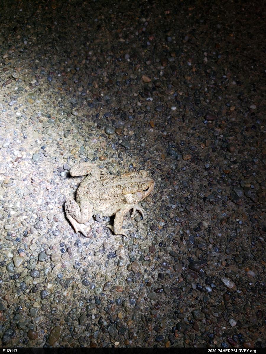 Eastern American Toad
