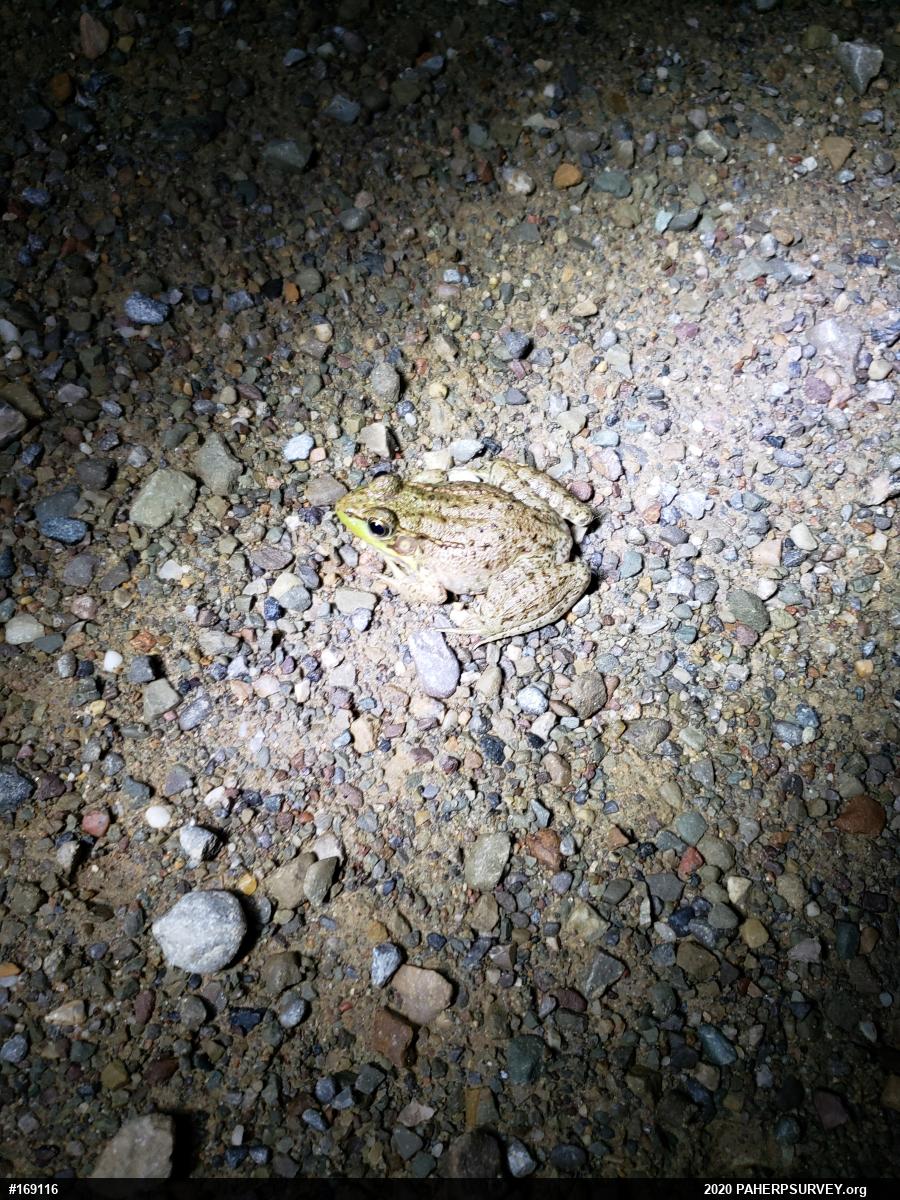 Green Frog