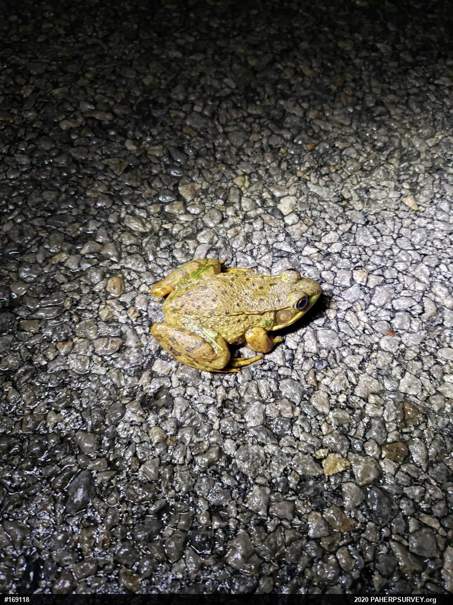Green Frog
