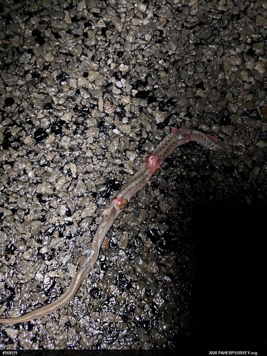 Dekay's Brownsnake
