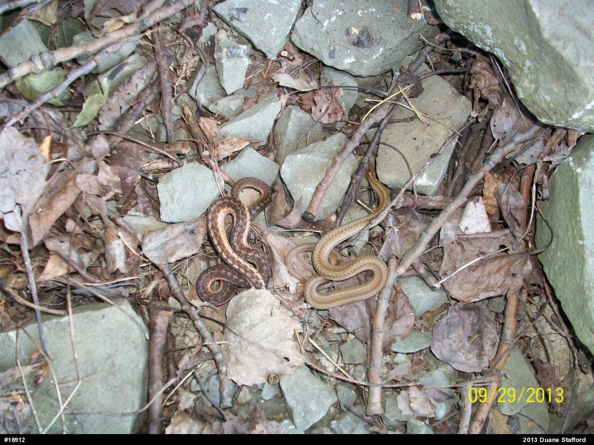 Eastern Gartersnake