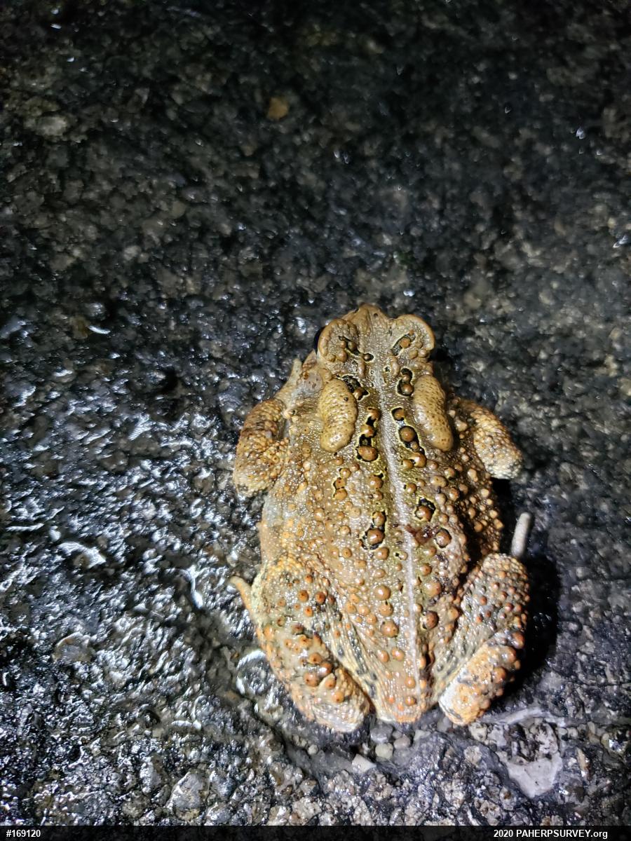 Eastern American Toad