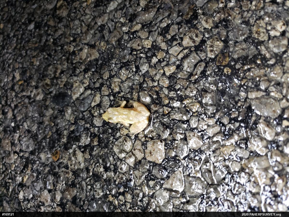 Spring Peeper