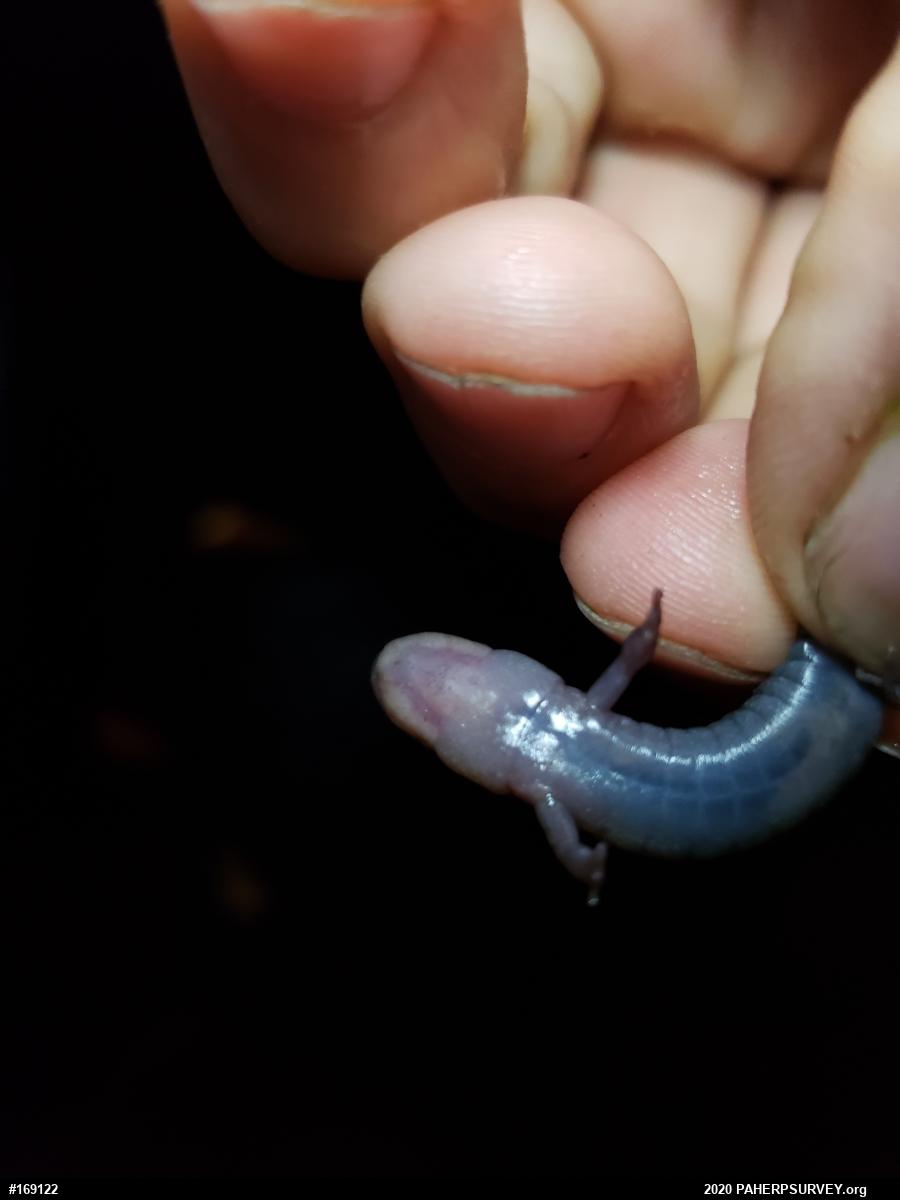 Allegheny Mountain Dusky Salamander