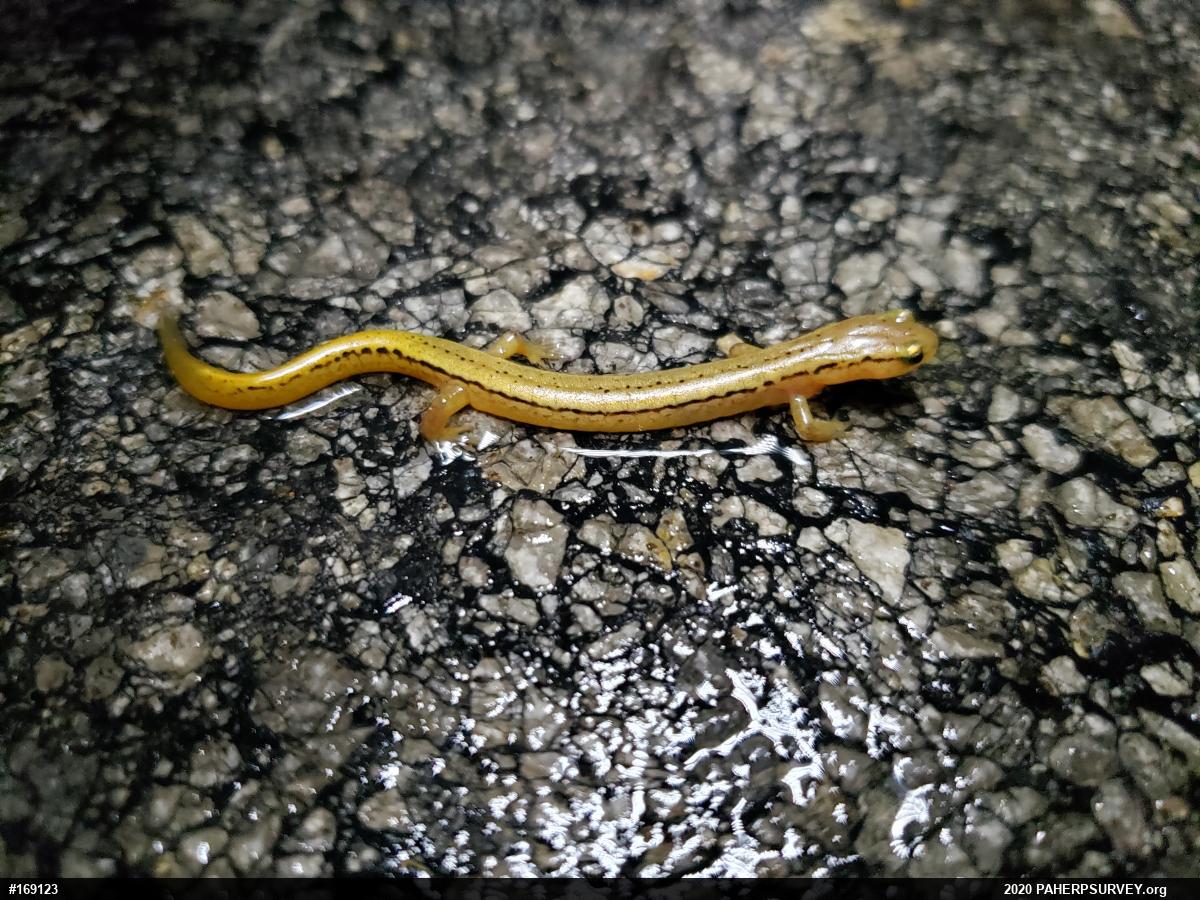 Northern Two-lined Salamander
