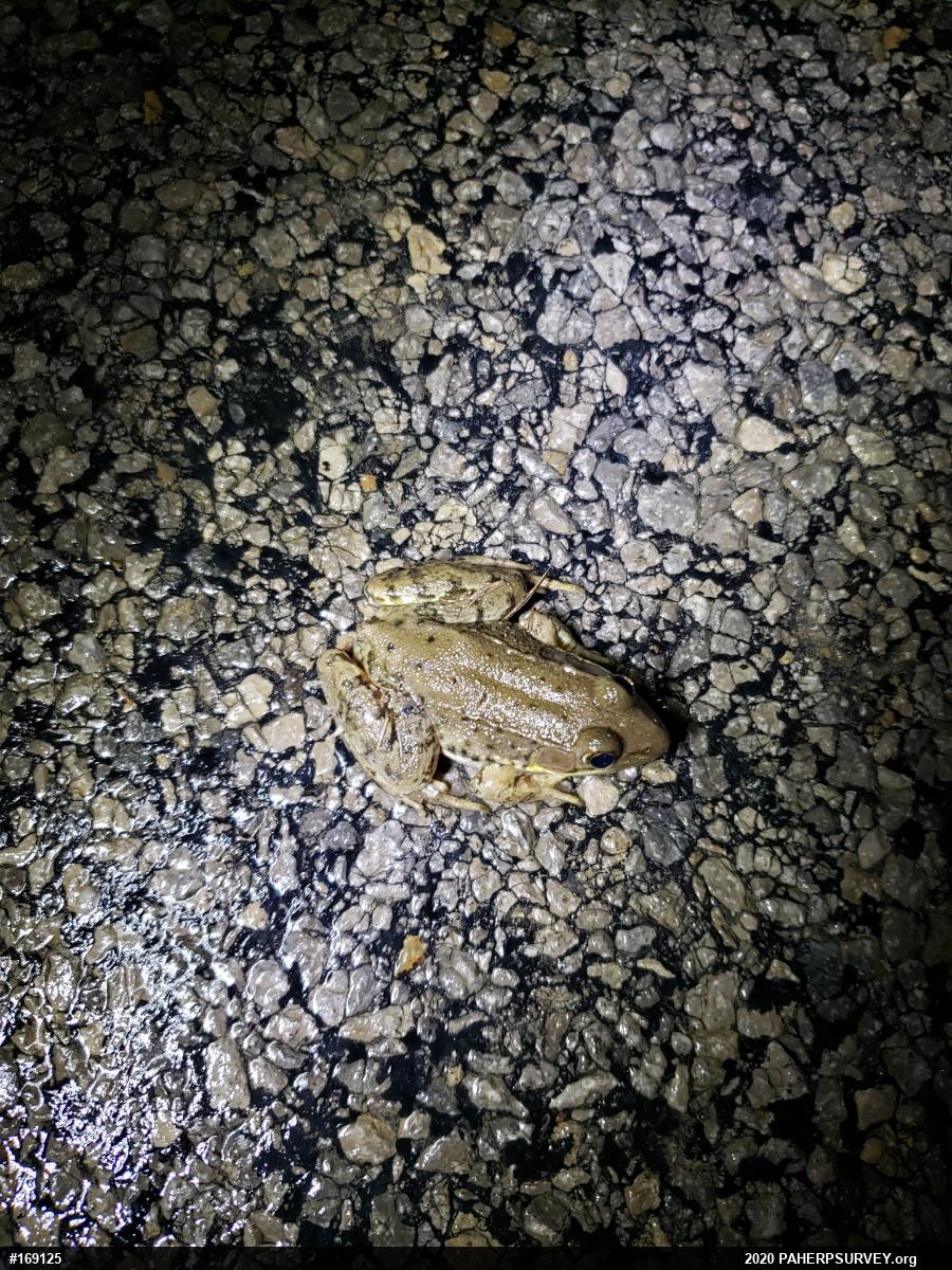 Green Frog