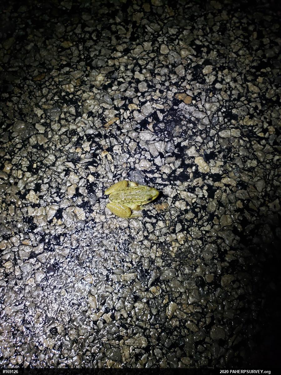 Green Frog