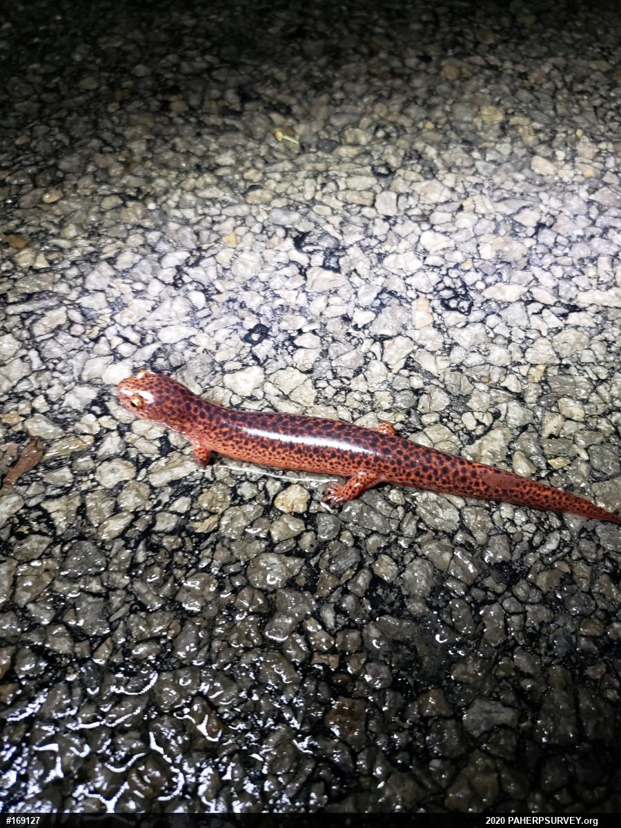 Northern Red Salamander