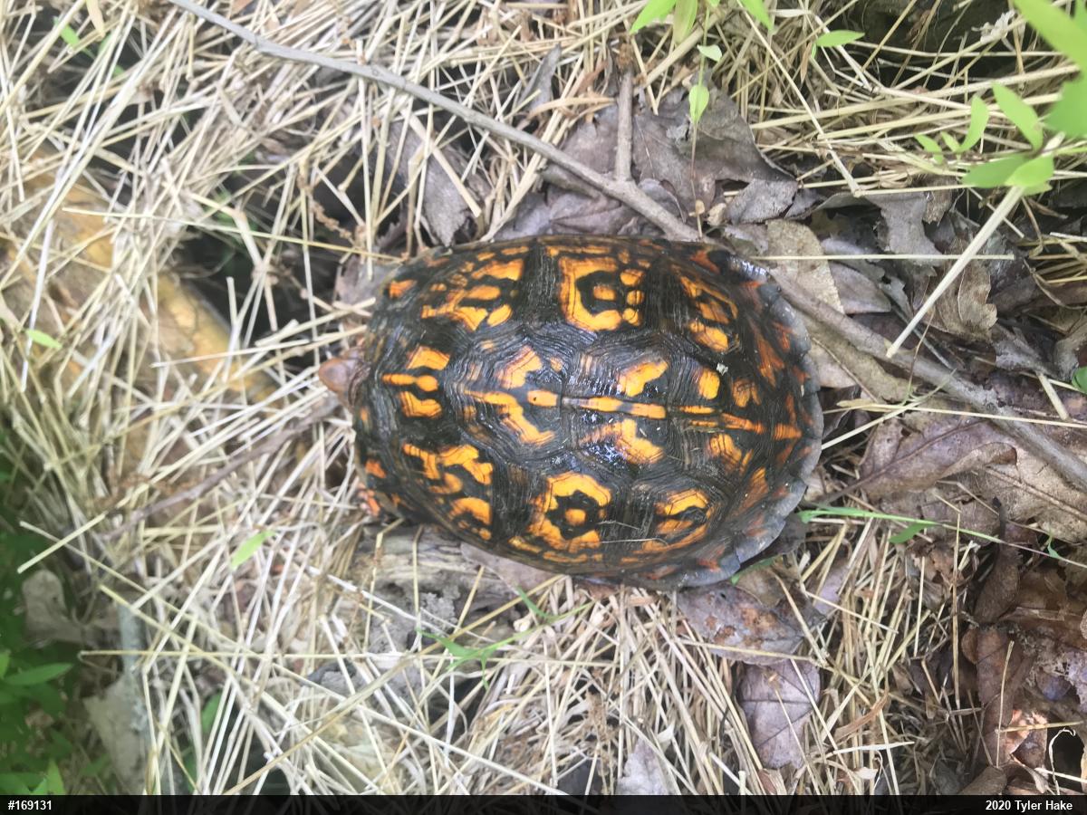 Eastern Box Turtle