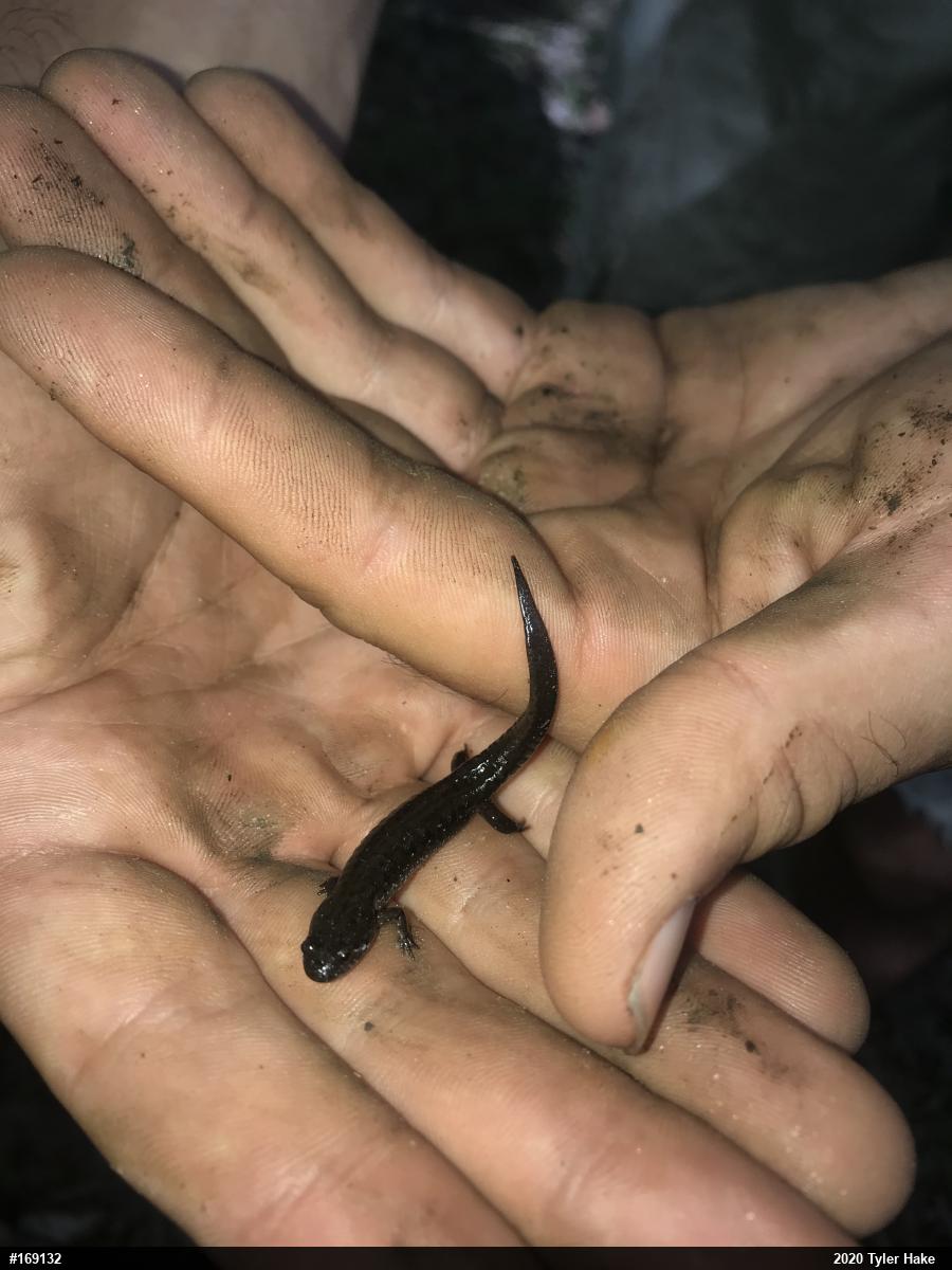 Northern Dusky Salamander
