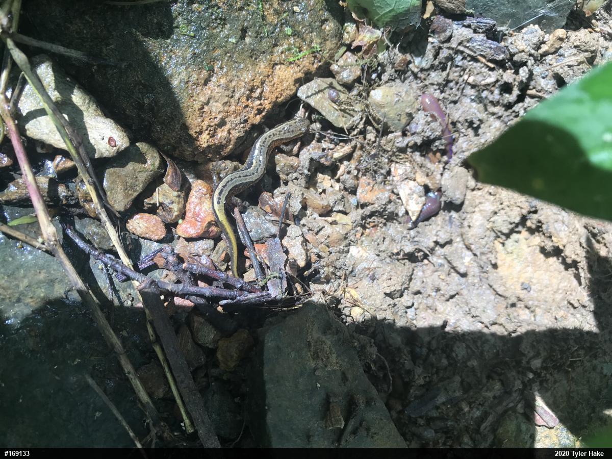 Northern Two-lined Salamander