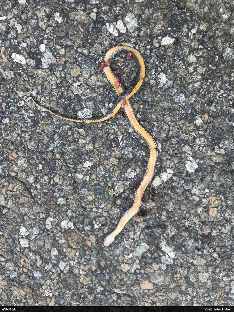 Northern Ring-necked Snake