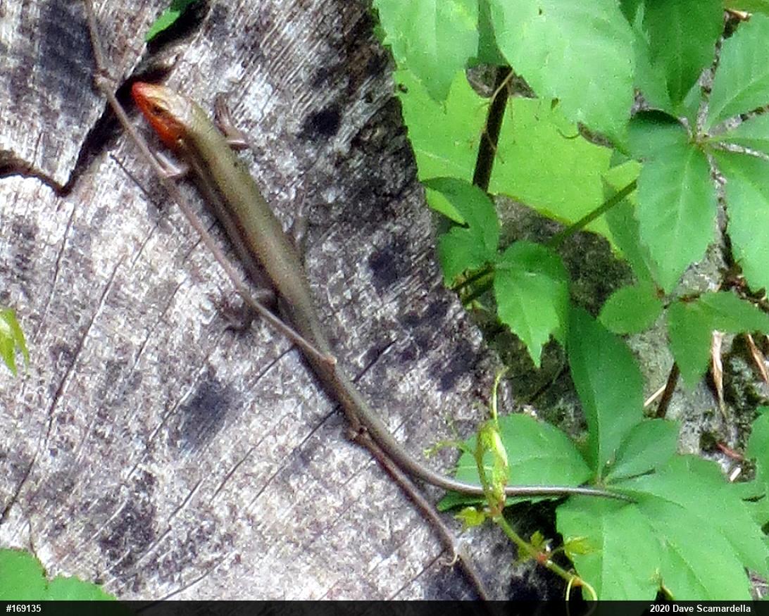 Common Five-lined Skink