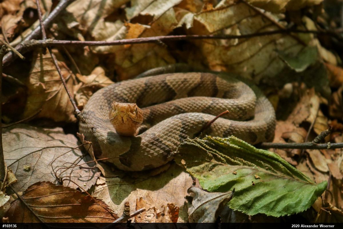 Northern Copperhead