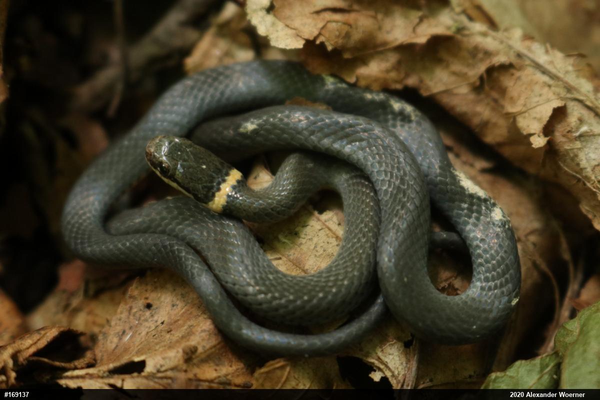 Northern Ring-necked Snake