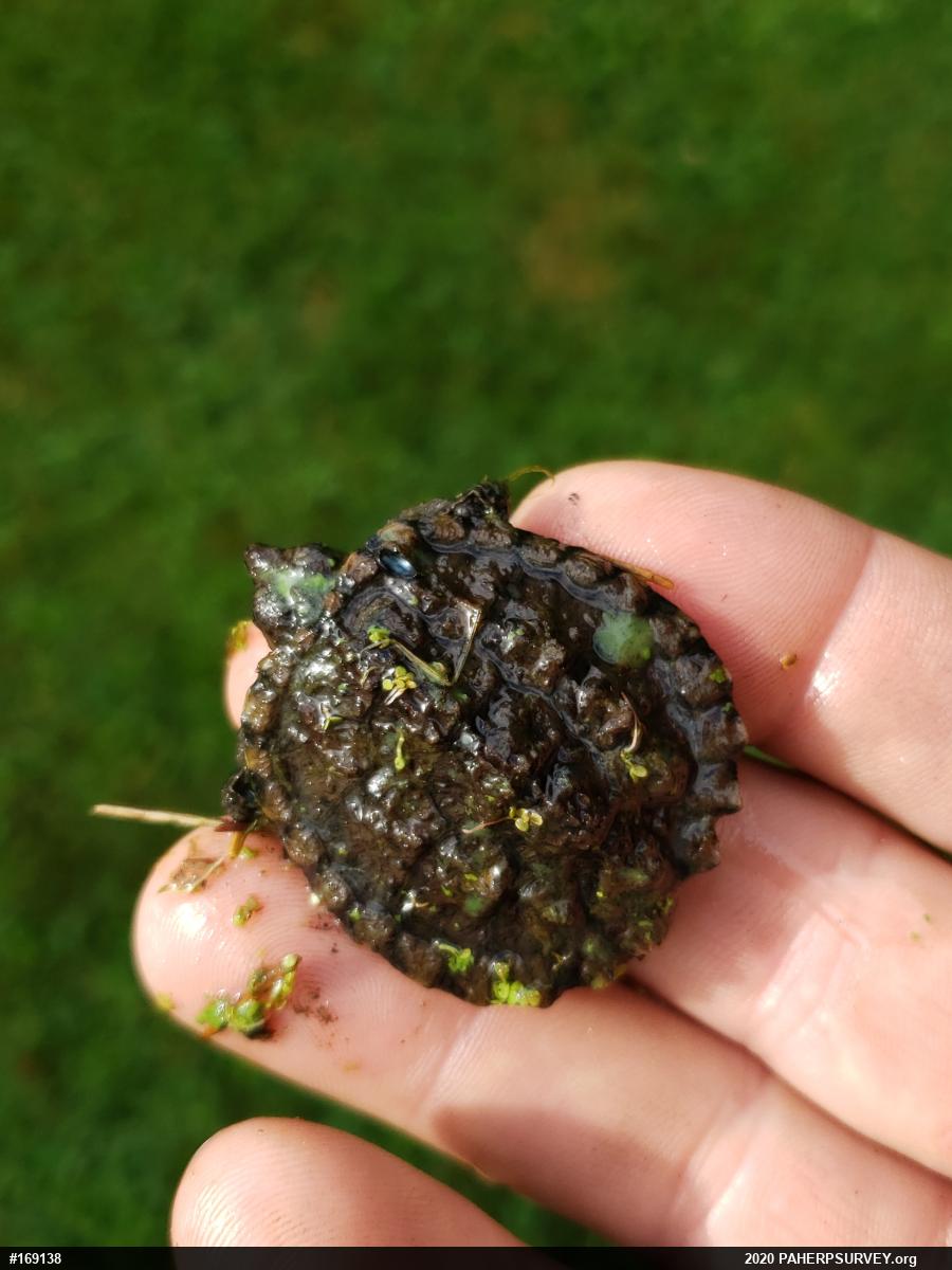 Snapping Turtle