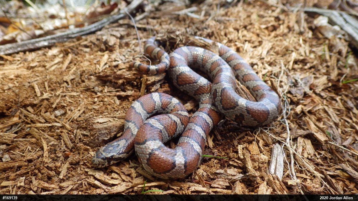 Eastern Milksnake