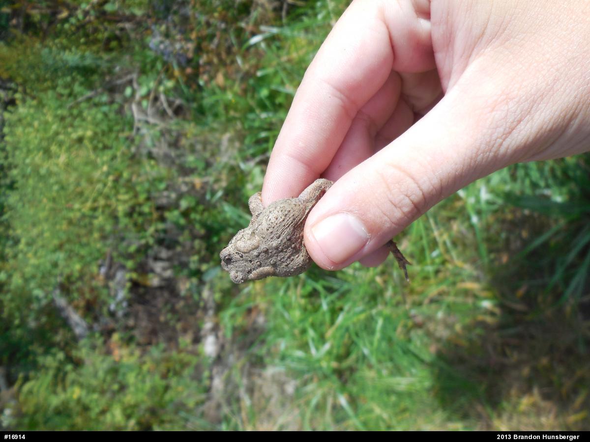 Eastern American Toad