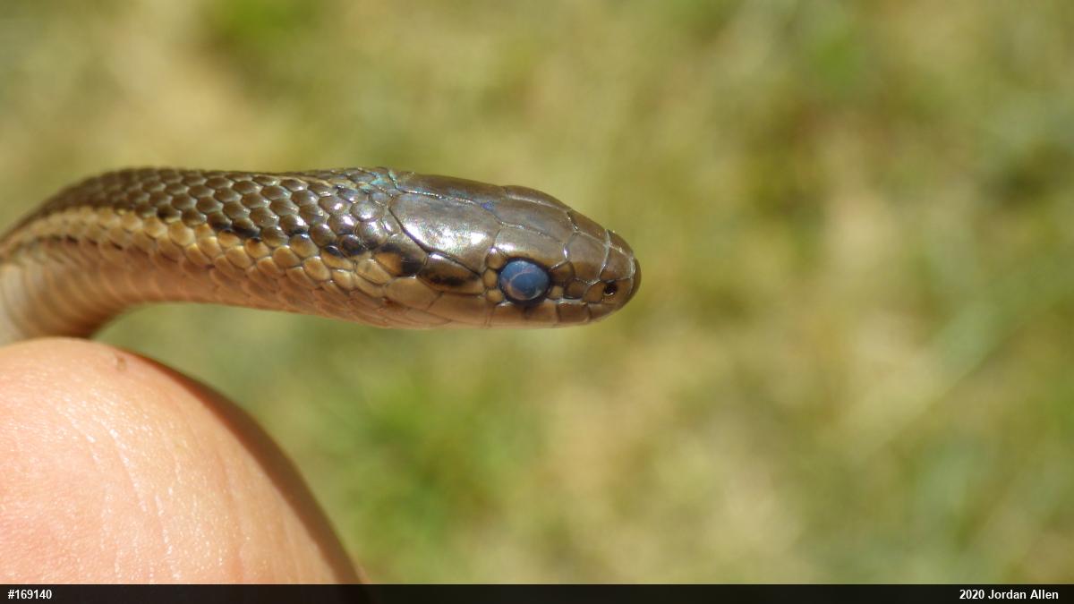 Shorthead Gartersnake