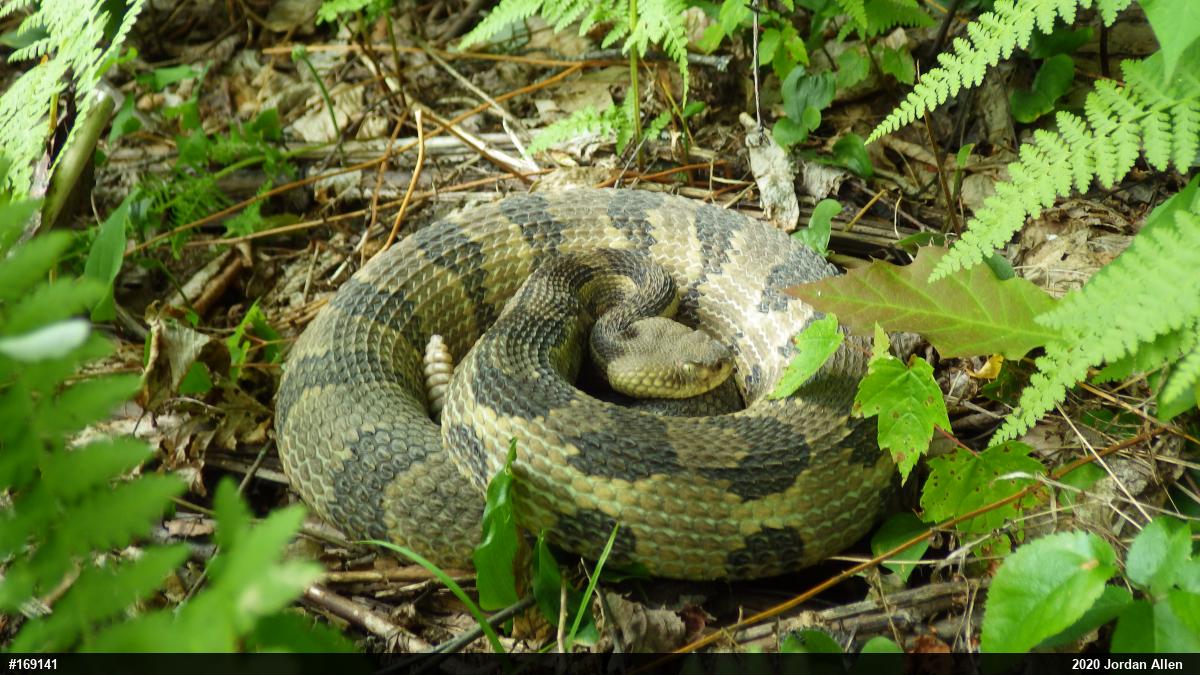 Timber Rattlesnake