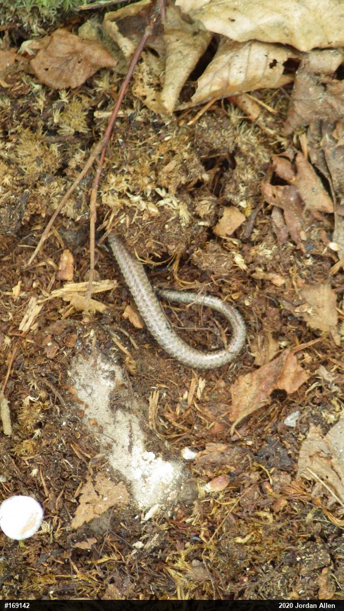 Northern Coal Skink