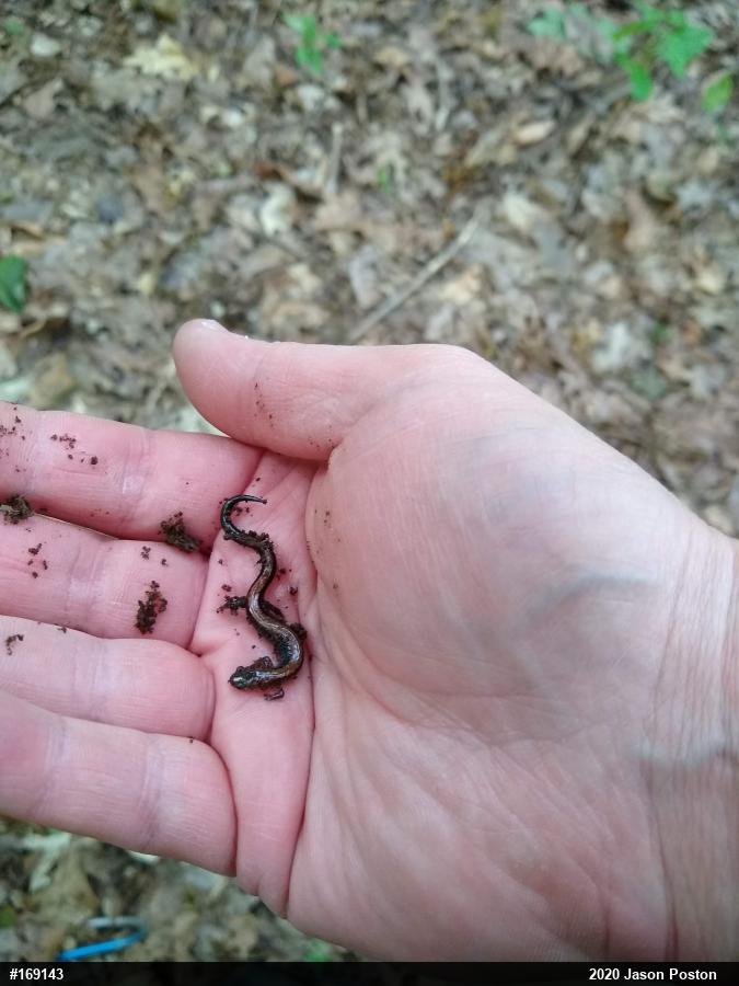Eastern Red-backed  Salamander