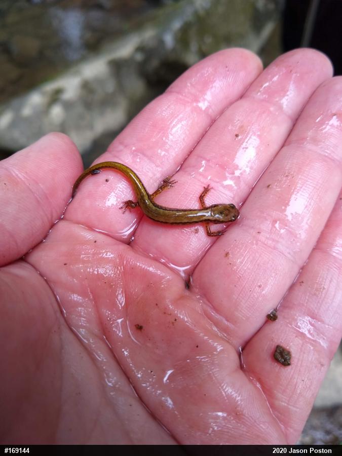 Northern Two-lined Salamander