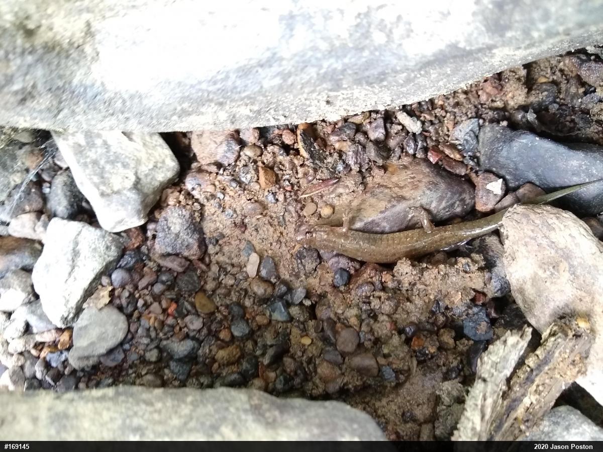 Northern Dusky Salamander
