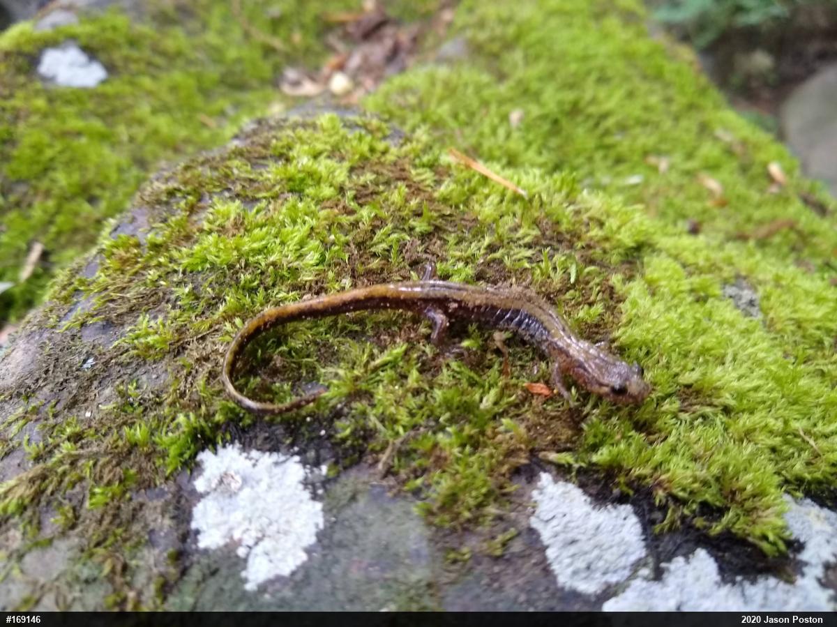 Allegheny Mountain Dusky Salamander