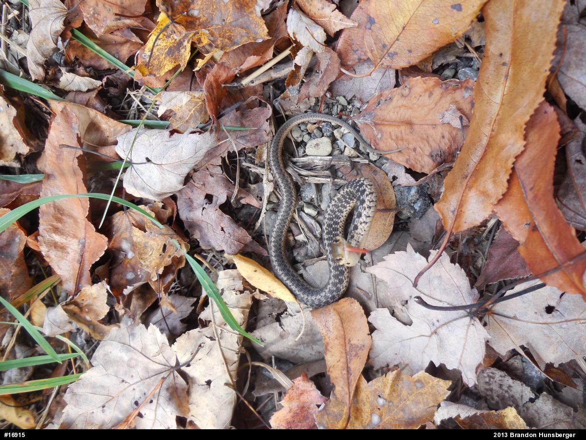 Eastern Gartersnake