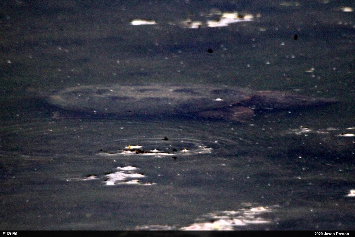 Snapping Turtle