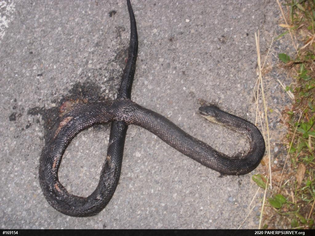 Eastern Ratsnake
