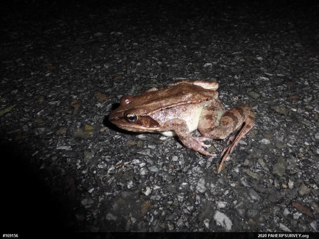Wood Frog