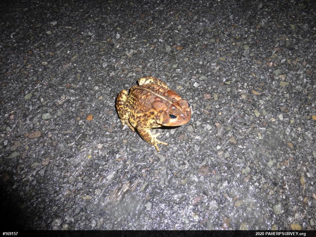 Eastern American Toad