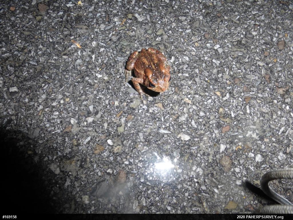 Eastern American Toad