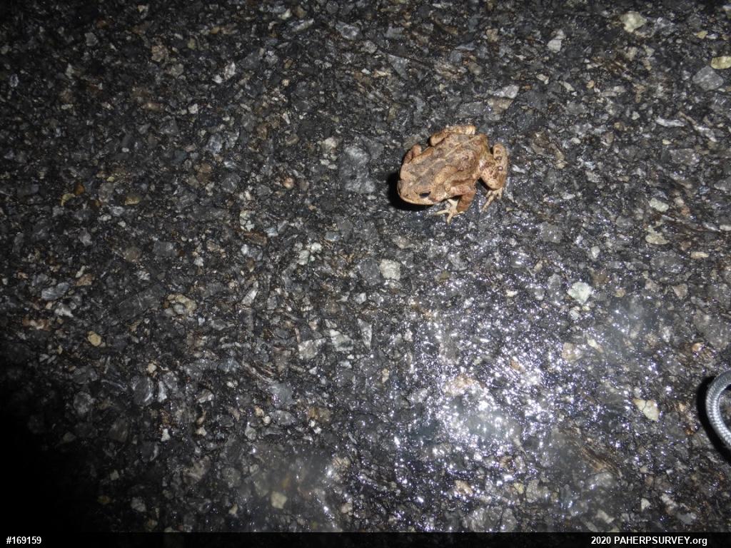 Eastern American Toad