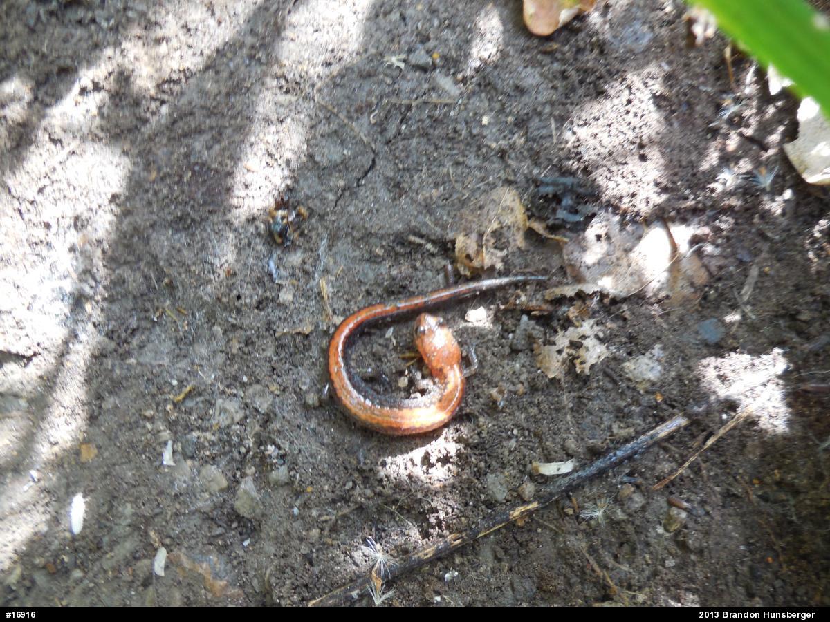 Eastern Red-backed  Salamander