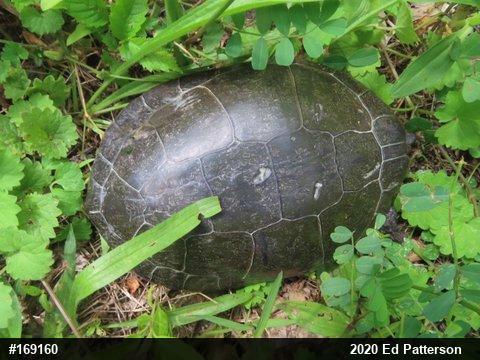 Midland Painted Turtle