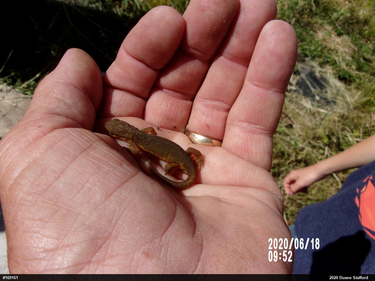 Red-spotted Newt