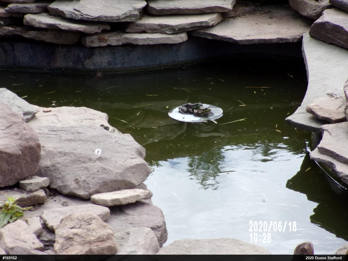 Green Frog