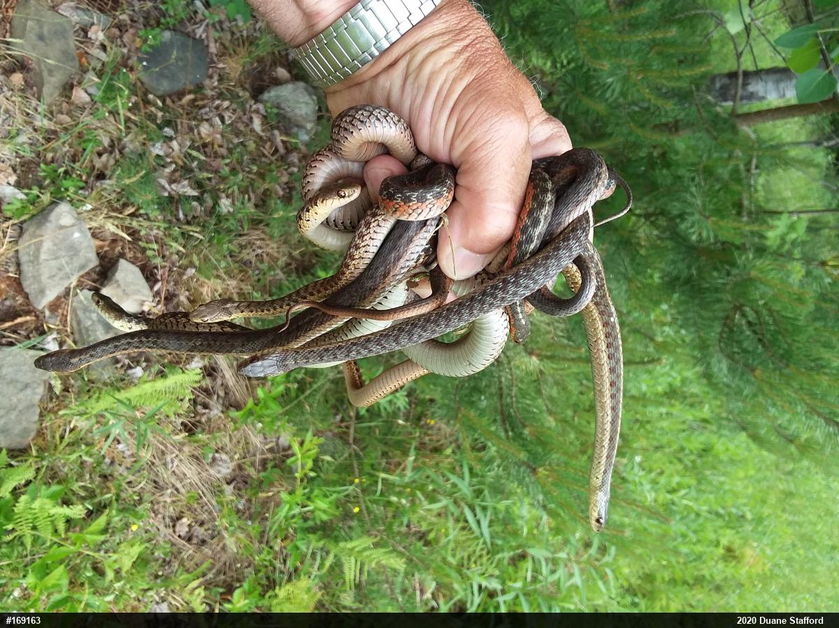 Eastern Gartersnake