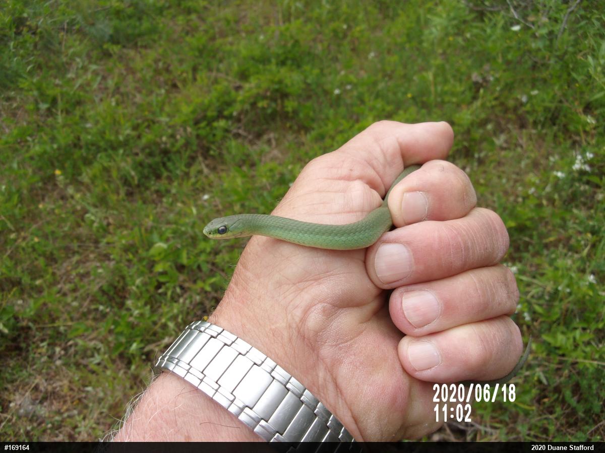 Smooth Greensnake