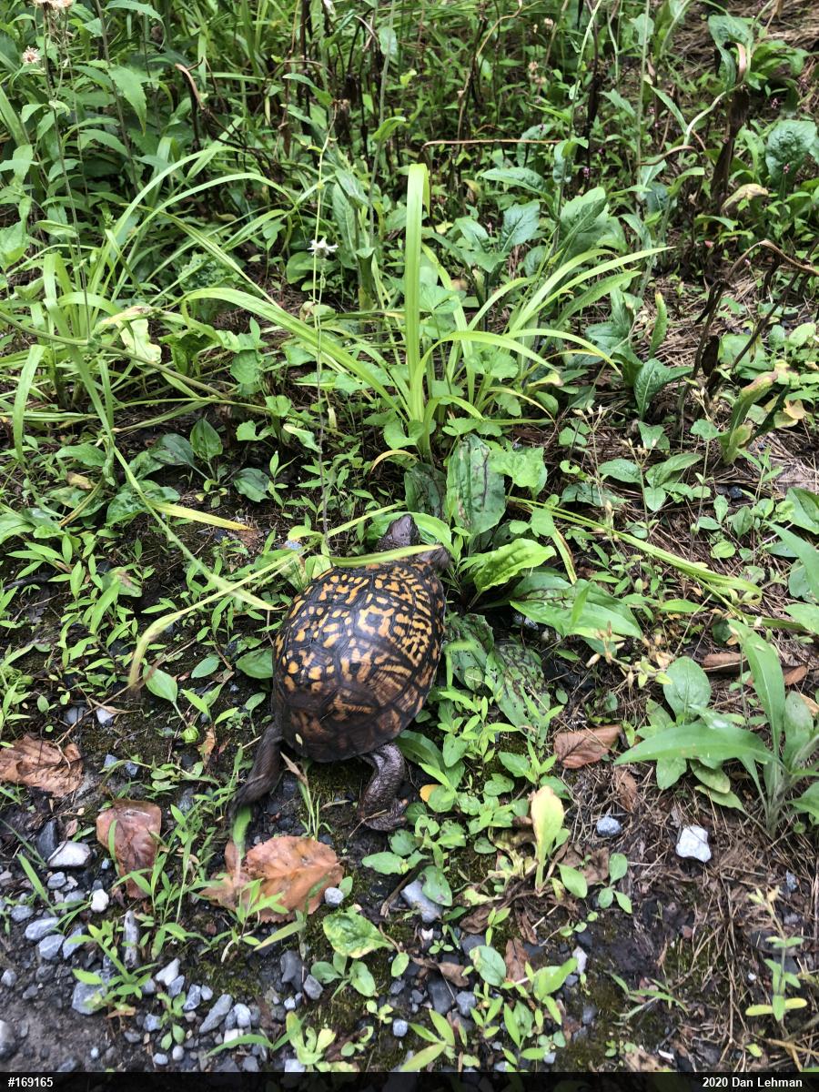 Eastern Box Turtle