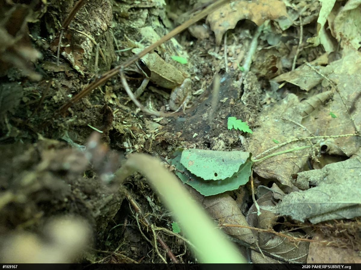 Wood Frog