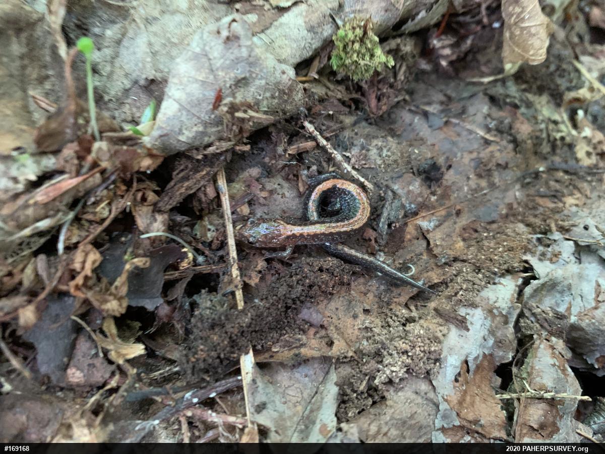 Eastern Red-backed  Salamander