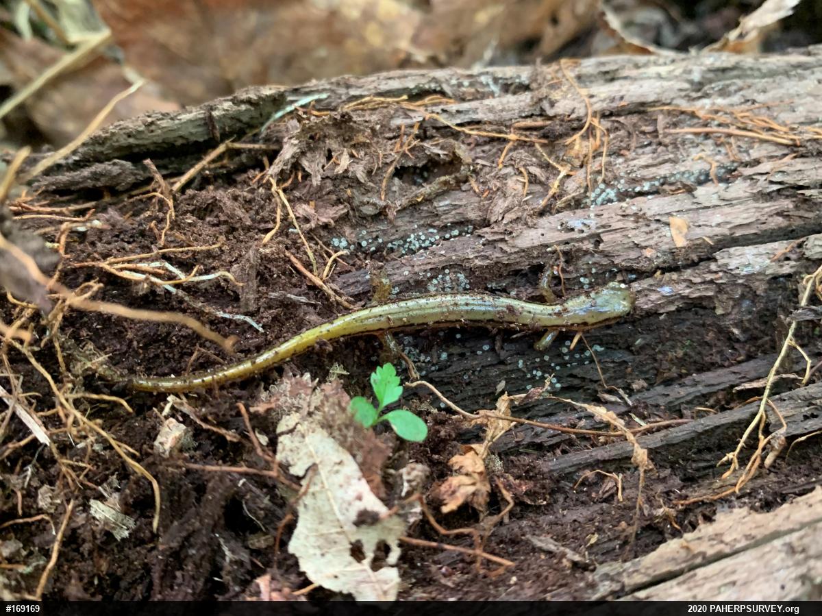 Northern Two-lined Salamander