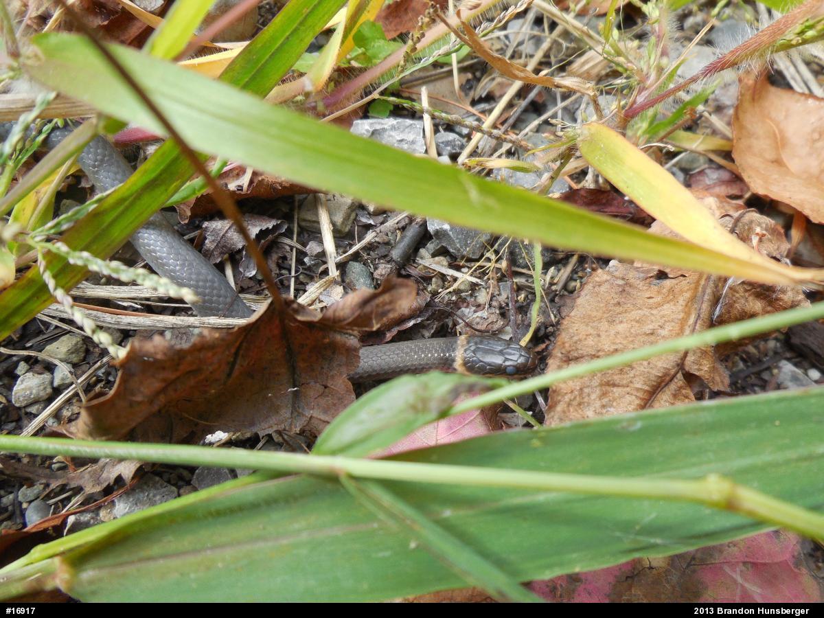 Northern Ring-necked Snake
