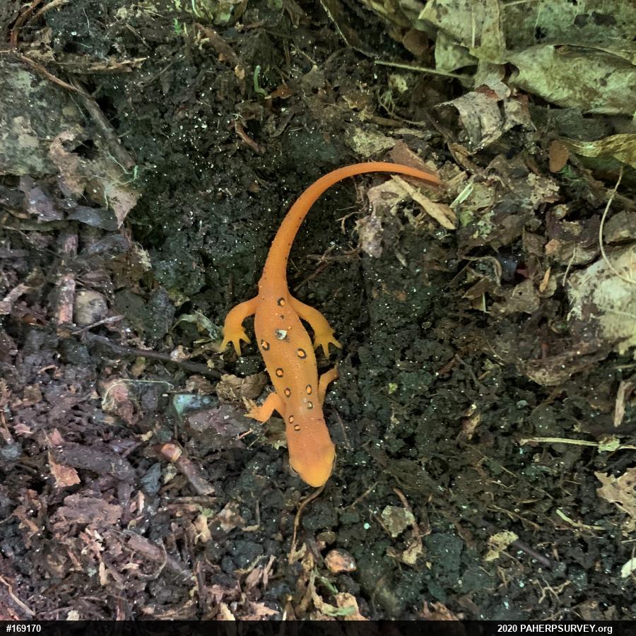 Red-spotted Newt