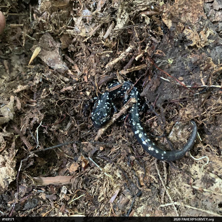 Northern Slimy Salamander