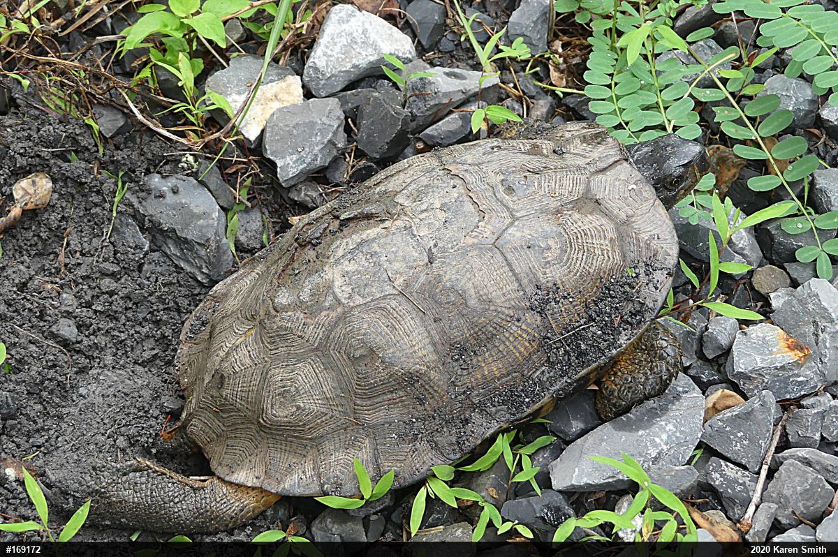 Wood Turtle